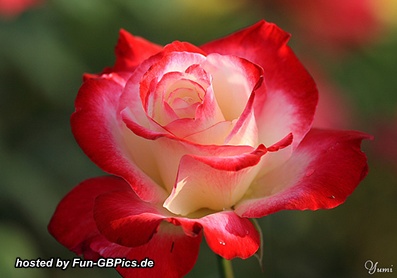 Rosen Grußkarten Bilder Grüße
